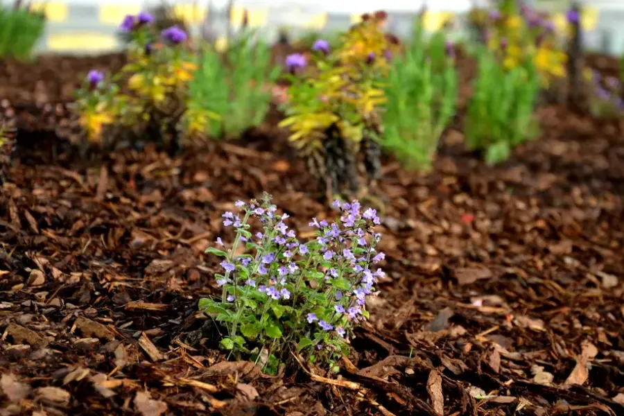 Benefits Of Professional Mulch Installation Services Kirkland WA Benefits Of Professional Mulch Installation Services Kirkland WA