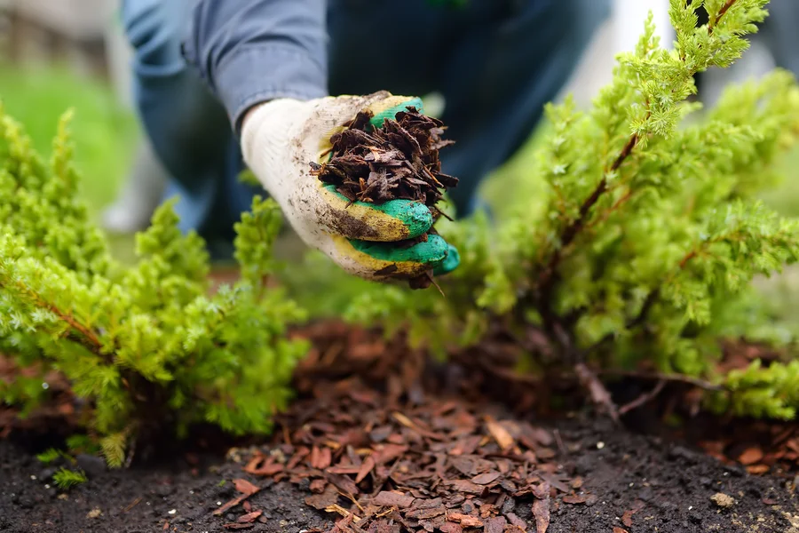 Benefits Of Professional Mulch Installation Services in Kirkland WA Benefits Of Professional Mulch Installation Services in Kirkland WA