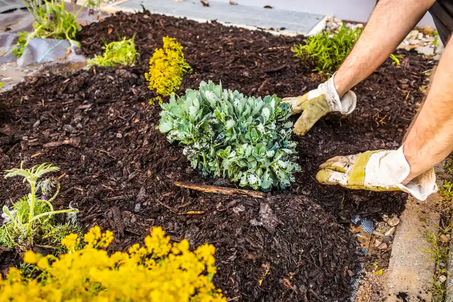 Superior Mulch Installation Kirkland, WA Superior Mulch Installation Kirkland, WA