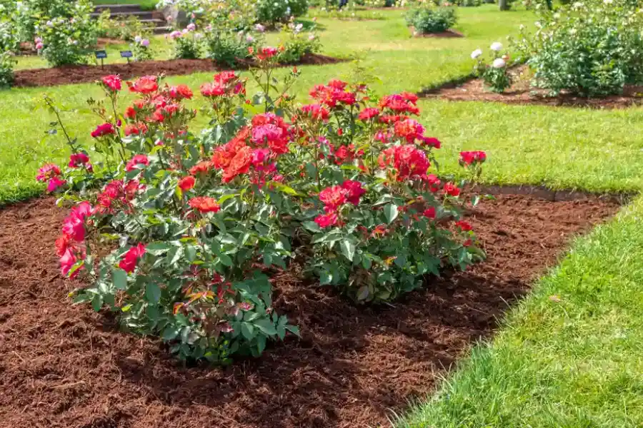 When To Schedule Mulch Installation For Gardens in Kirkland WA When To Schedule Mulch Installation For Gardens in Kirkland WA